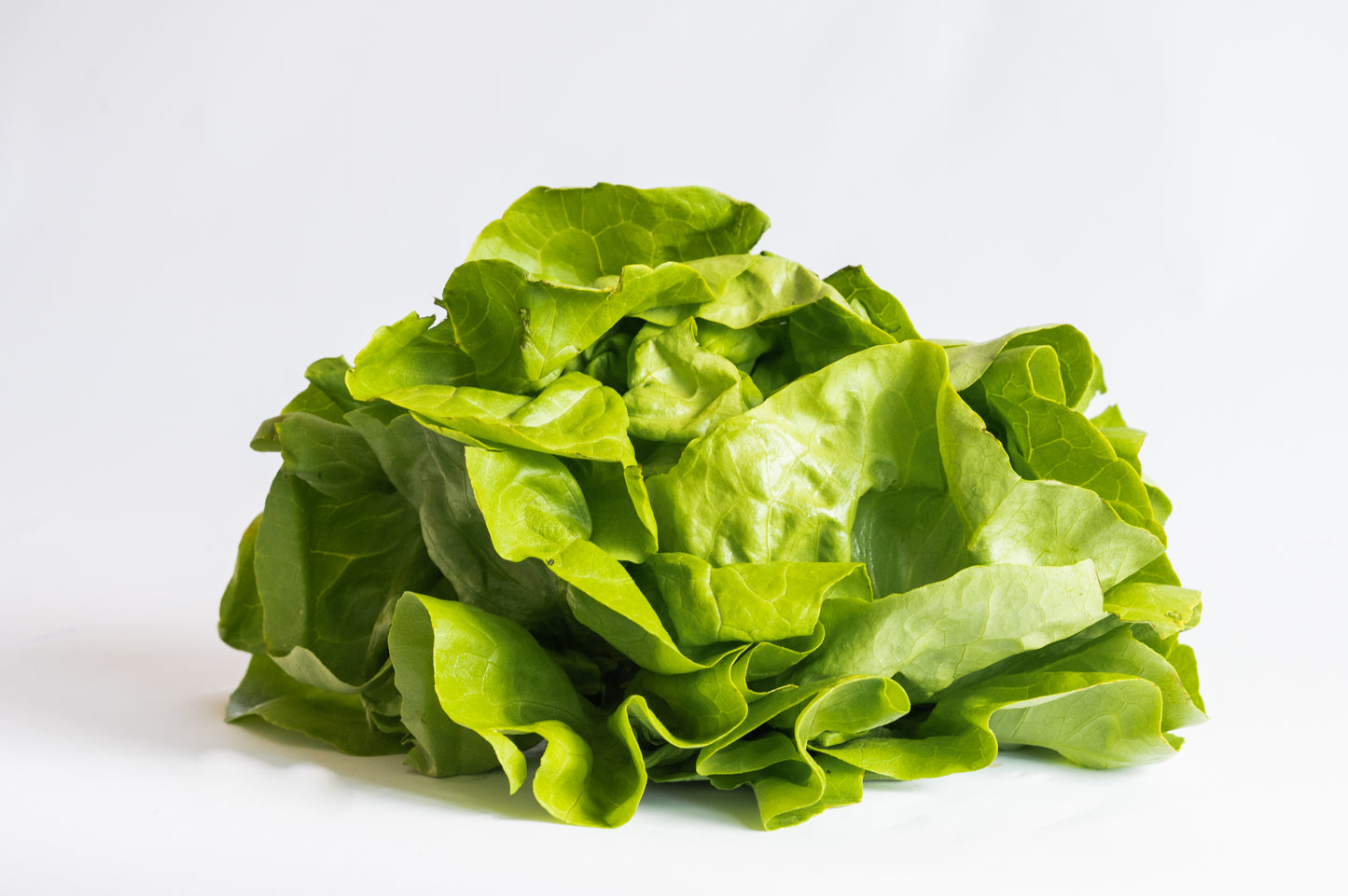 French Lettuce