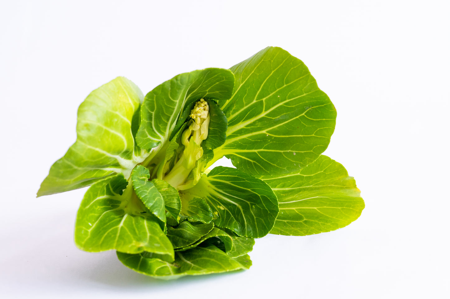 Pak Choi