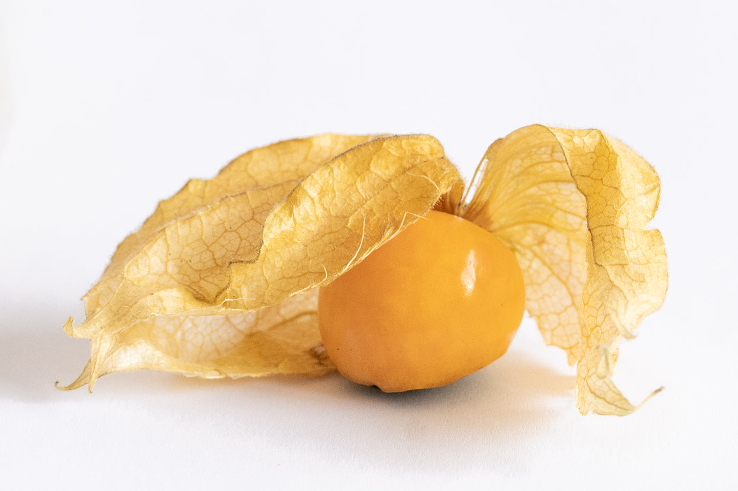 Physalis