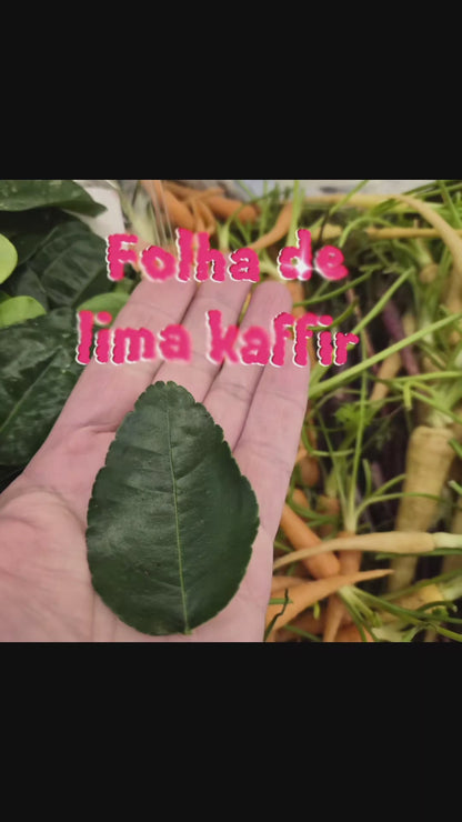 Folha Lima Kaffir